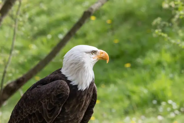 Photo of Elegant wild bald eagle flying experience