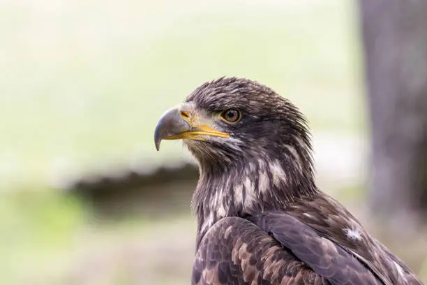 Photo of Elegant wild bald eagle flying experience