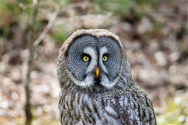 istock The beautiful great grey owl posing and facing 1283221535
