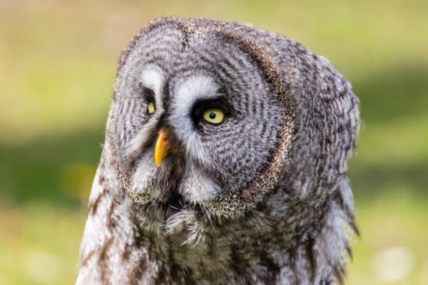 istock The beautiful great grey owl posing and facing 1283221545