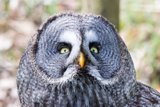 istock The beautiful great grey owl posing and facing 1283221554