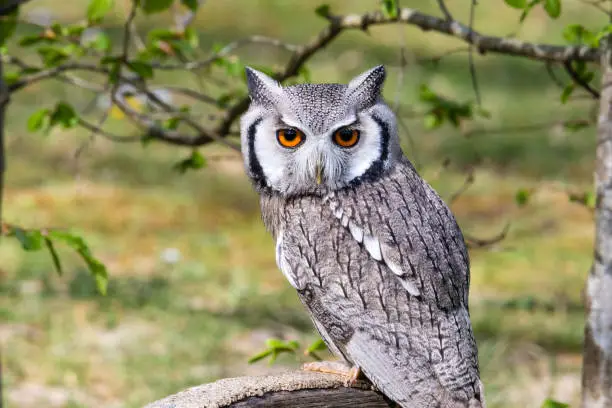 Photo of The beautiful southern white faced owl posing and facing