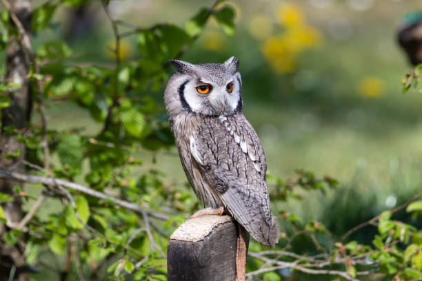 istock The beautiful southern white faced owl posing and facing 1283221607