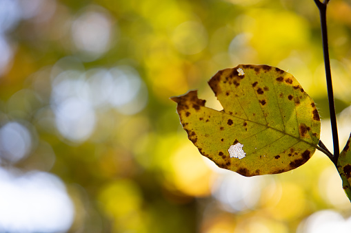 Beautiful autumnal background with beech foliageBeautiful autumnal background with beech foliage