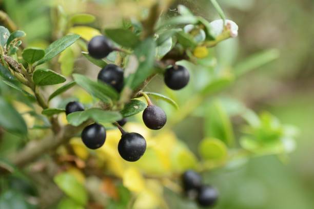 istock Japanese holly (Ilex crenata) berries 1283223339