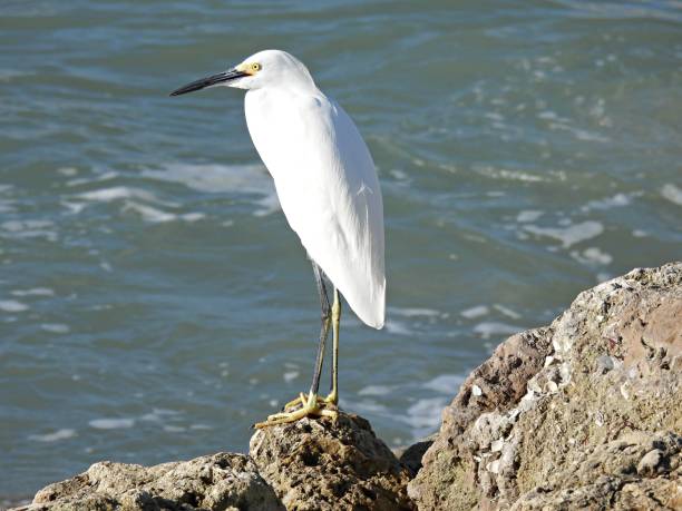 istock Snowy Egret (Egretta thula) standing on jetty rocks in the Atlantic Ocean 1283223399