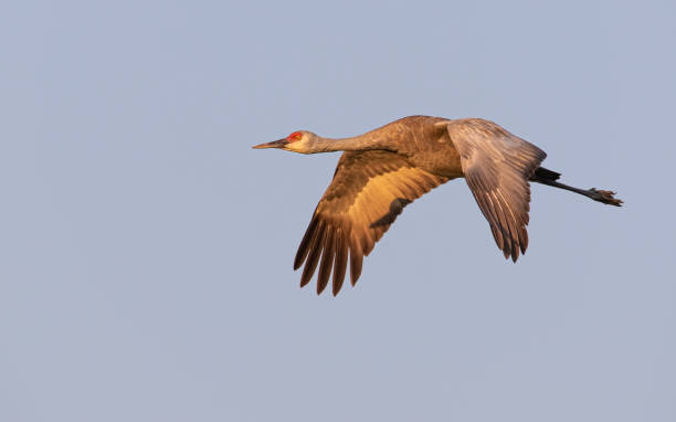 istock Sandhill Crane Flying During The Golden Hour 1283223400