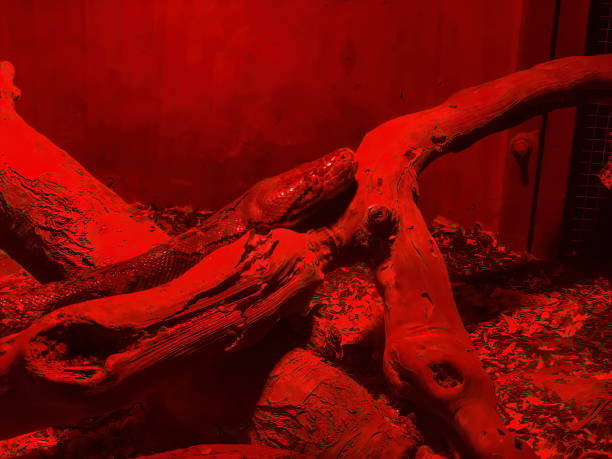 istock Boa constrictor in red glass serpentarium 1283223578