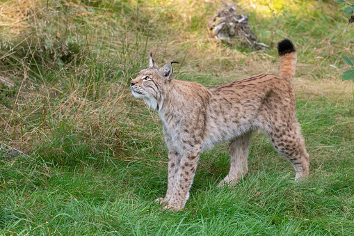 Eurasian LynxEurasian Lynx