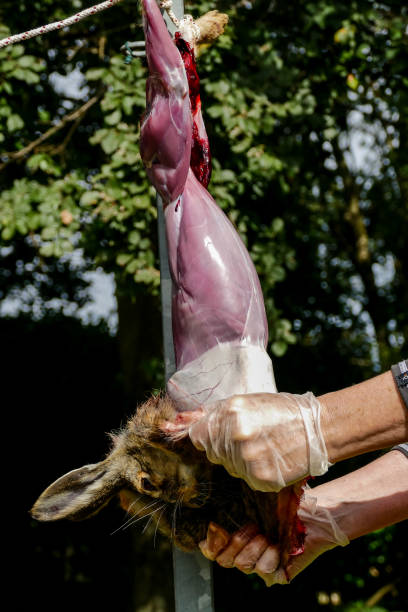 skinning a rabbit - rabbit hunting imagens e fotografias de stock