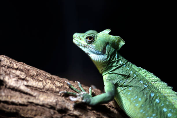 istock The plumed basilisk also called commonly the green basilisk (Basiliscus plumifrons) 1283227440