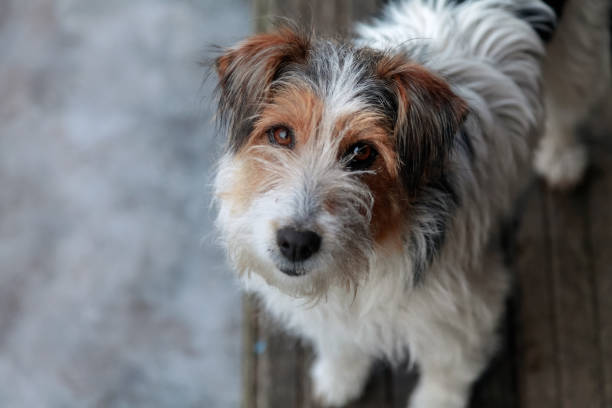 istock High angle view of a dog looking at camera 1283228062