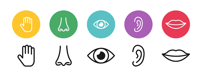 Sense Types Five Senses Of Human Nervous System Types Of Human Senses Elements ...