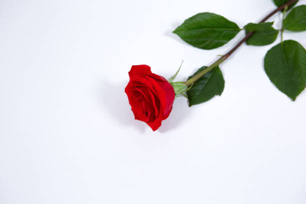 istock A blooming Red rose isolated on a white background 1283229300