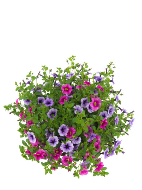 istock Petunia flowers isolated on a white background for writing text. 1283229508