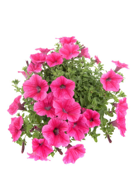 istock Petunia flowers  isolated on white background. 1283229513