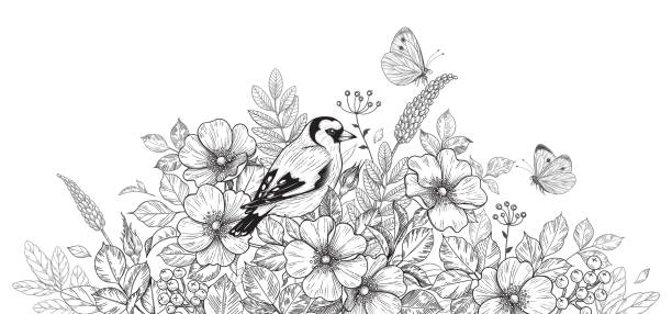 Hand drawn goldfinch sitting among wildflowers Hand drawn goldfinch sitting among wildflowers and flying butterflies. Black and white illustration with bird, flowers and insects. Vector monochrome elegant floral arrangement in vintage style. coloring illustrations stock illustrations