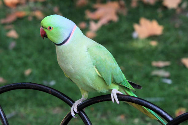 istock A close up of a Ring Necked Parakeet 1283230338