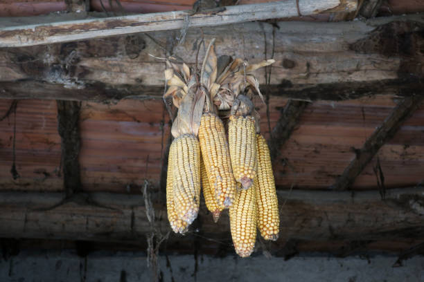some corn cobs hanging on the roof of a old barn