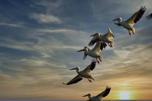 Flight of White Pelicans over Galveston, Texas