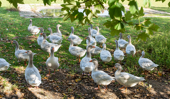 flock of goose on a farm