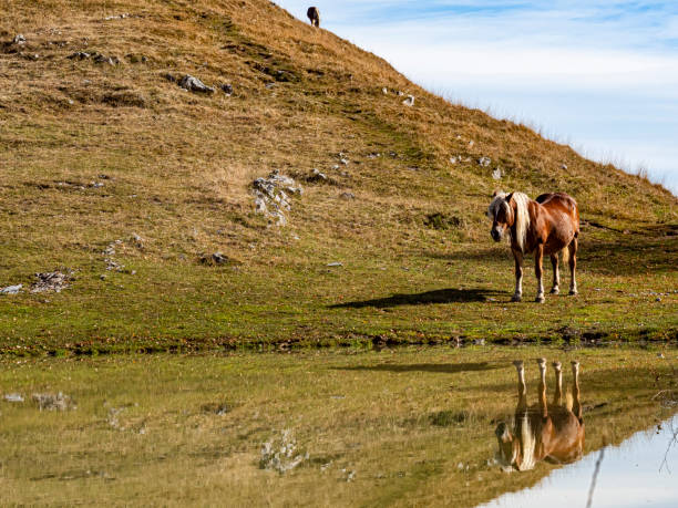 istock Horse mirroring in a pond 1283232439