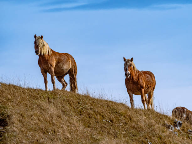 istock Horses on a hill on the alps 1283232516
