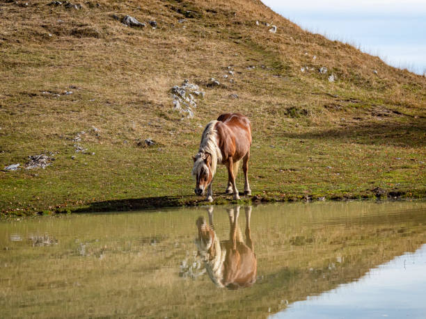 istock Horse mirroring in a pond 1283232524