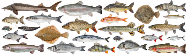 istock Fish set isolated. Collection fresh raw fish. Sea and freshwater fish 1283232682