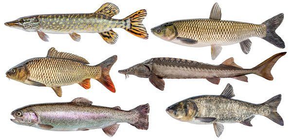 Freshwater river fish set isolated. Fresh live fish. Pike, sturgeon, carp, trout, grass carp, silver carp