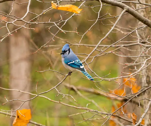 bluejay adding colour to the fall colours