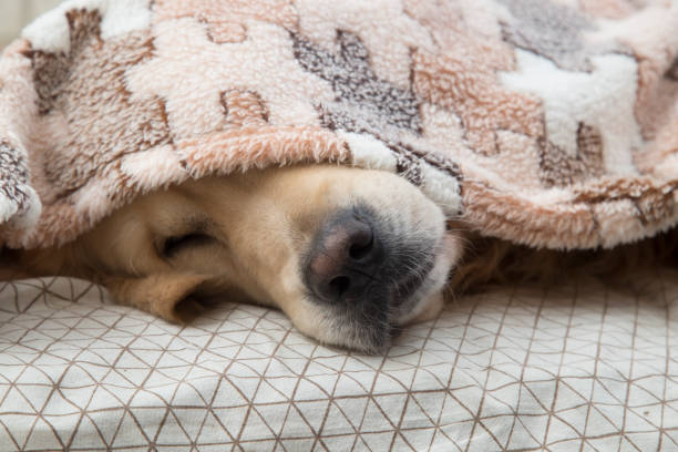 istock A dog, a Golden Retriever, is lying under a blanket on the bed. 1283233780