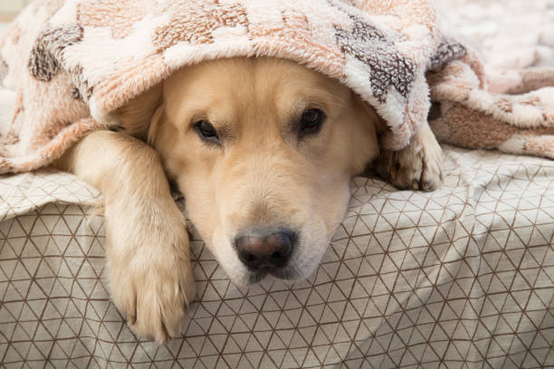 istock A dog, a Golden Retriever, is lying under a blanket on the bed. 1283233859