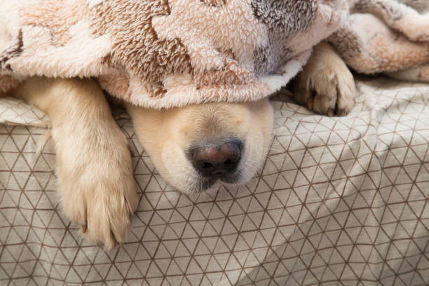 istock A dog, a Golden Retriever, is lying under a blanket on the bed. 1283233895