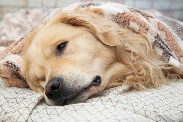 istock A dog, a Golden Retriever, is lying under a blanket on the bed. 1283233929