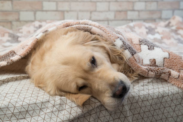 istock A dog, a Golden Retriever, is lying under a blanket on the bed. 1283233937