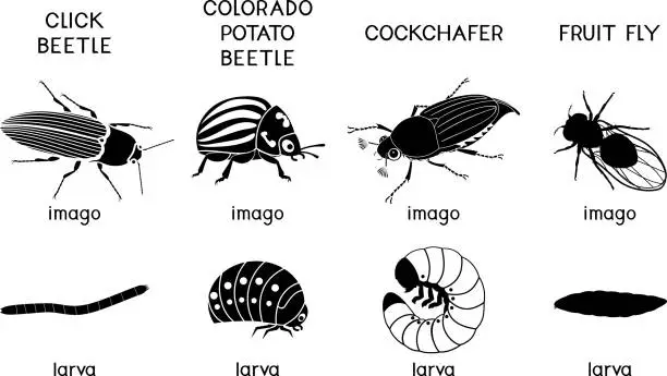 Vector illustration of Set of black silhouettes of insect pests of agricultural plants (click beetle, colorado potato beetle, cockchafer and fruit fly) isolated on white background