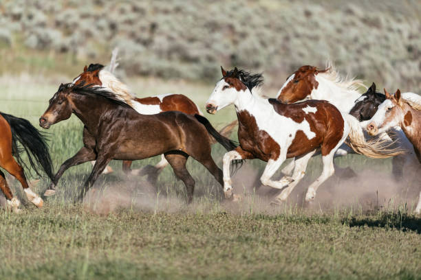 cowboys adultos montando cavalos galopando - horseback riding cowboy riding recreational pursuit - fotografias e filmes do acervo