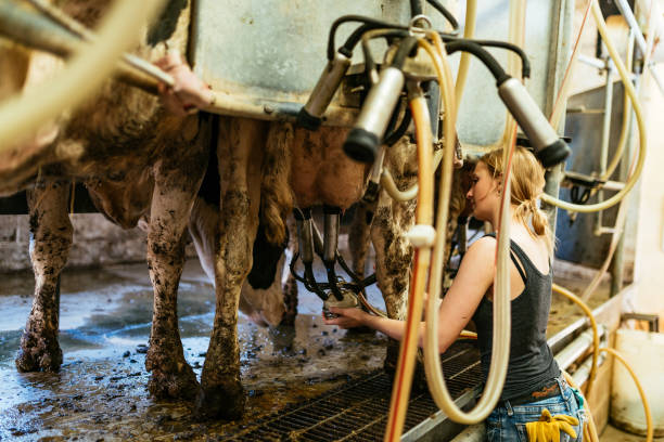 istock Small business in milk production 1283234022
