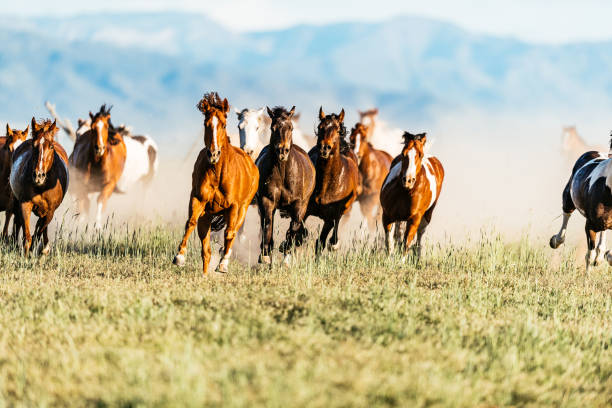 istock Adult cowboys riding galloping horses 1283234037