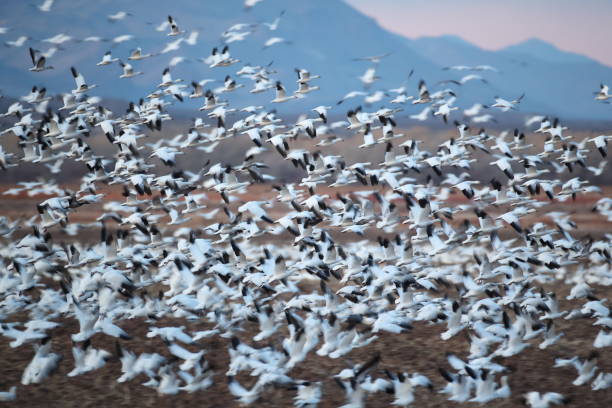 istock Snow geese Bosque del Apache, New Mexico USA 1283234842