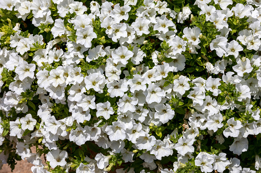 Many white flowers of Petunia in the park, background