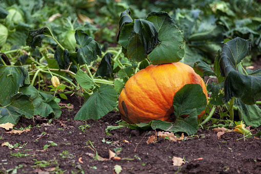 Pumpkin harvest and Thanksgiving Day season. Golden hour at farm with pumpkins for agritourism or agrotourism. Holiday Autumn festival scene and celebration of fall. Pick you own pumpkins sale.