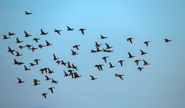 istock A large flock of ducks flying on the blue sky. 1283237108