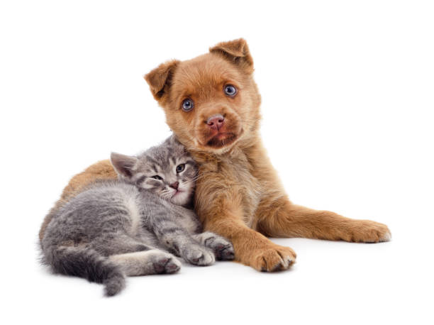 Red dog with a kitten. Red dog with a kitten isolated on a white background. purebred cat photos stock pictures, royalty-free photos & images