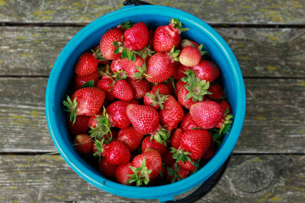 Blue plastic bucket full of red strawberries