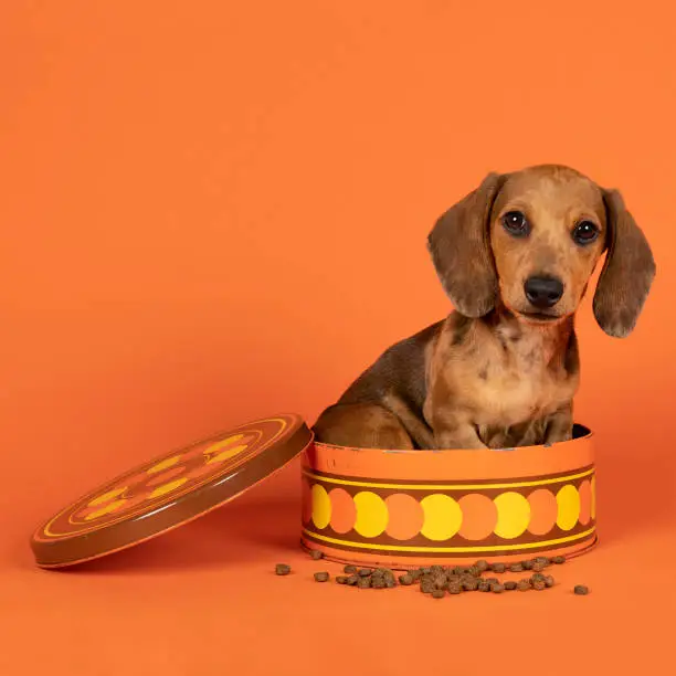 Portrait of a  tan dachshund pup sitting in an orange cookiejar isolated on an orange background