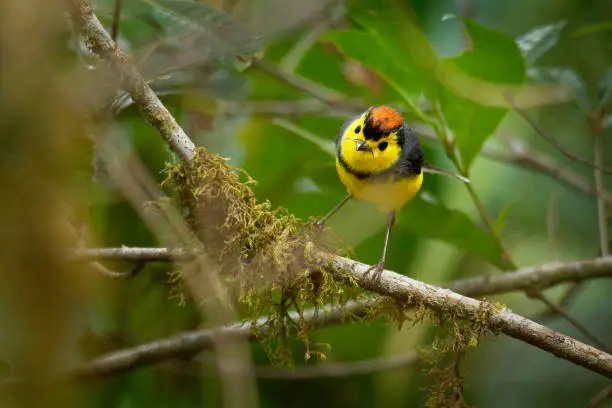 Collared Redstart Whitestart - Myioborus torquatus also known as the collared redstart, is a tropical New World warbler endemic to the mountains of Costa Rica and western-central Panama.