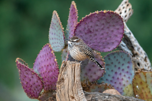 A Cactus Wren (Campylorhynchus brunneicapillus) . The Cactus Wren is a large wren that ranges in desert habitats from California eastward through central Texas and southward into Baja California and central Mexico.  This wren frequently forms colonies and breeds cooperatively, often building nests in cholla and other thorny cacti.