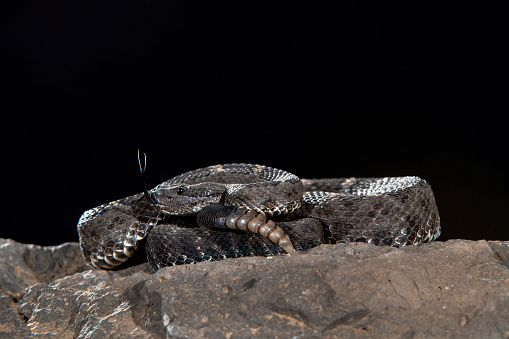 The Arizona black rattlesnake (Crotalus cerberus) is resident in Arizona and western New Mexico and reach a length of 78-109 cm.